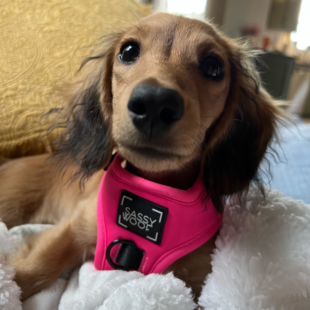 XXS Neon Pink Sadsy Woof harness, leash, 💩 bag!